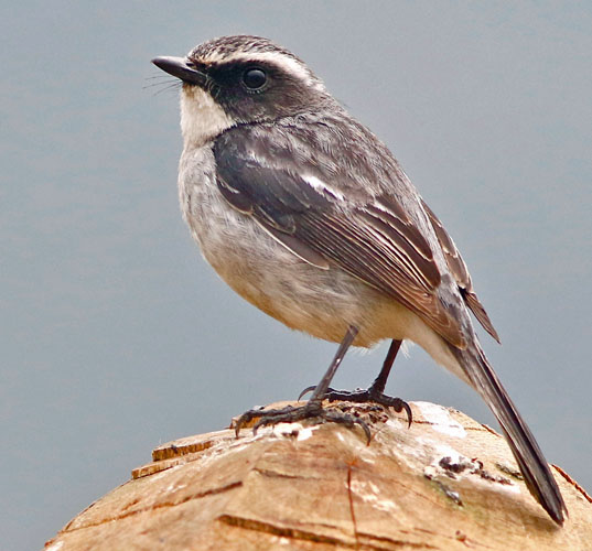 Flycatcher family new arrivals