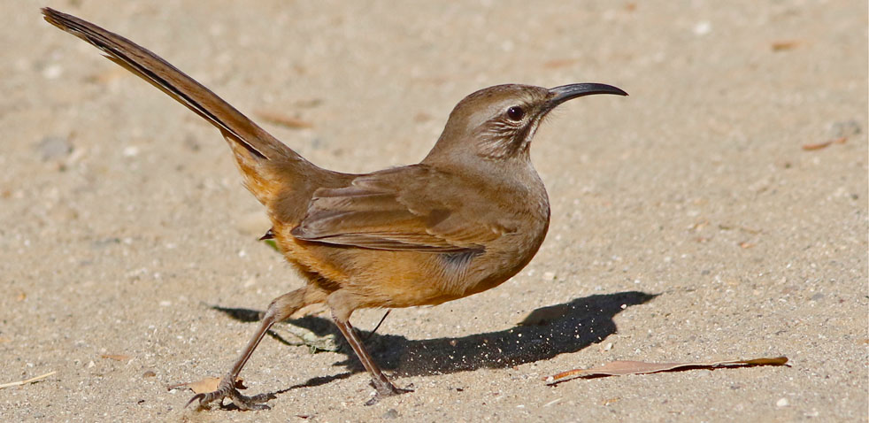 black thrasher bird