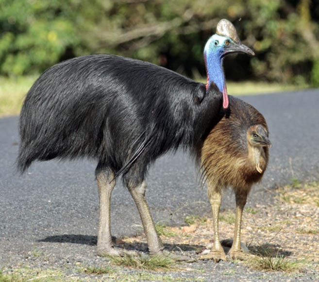 cassowary information