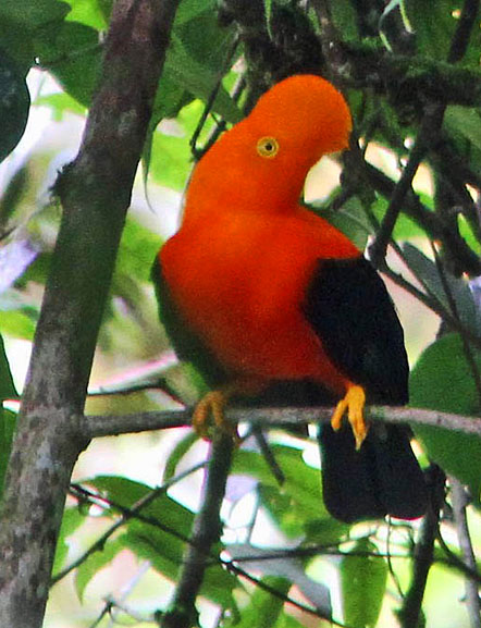 Cotinga family Cotingidae