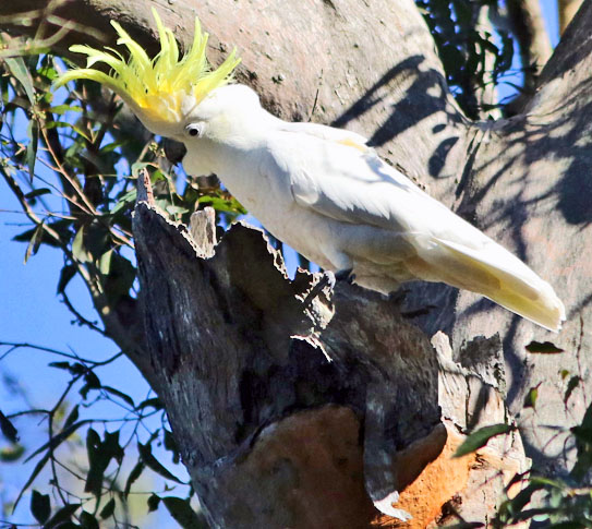 rare blue cockatoo