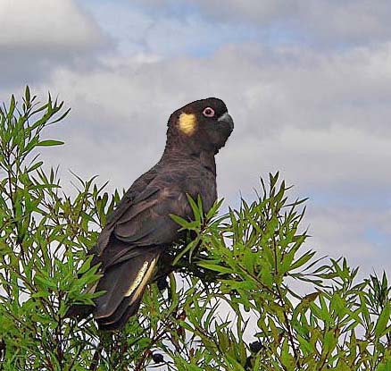 biggest cockatoo species