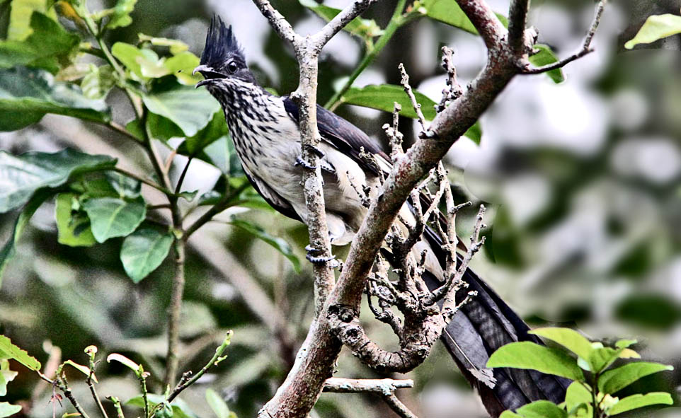 Cuckoo family Cuculidae
