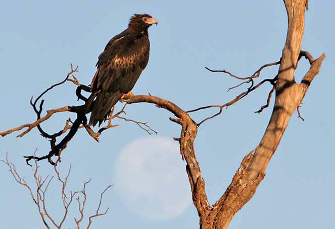 Harpy Eagle sighted at Cornell Lab!