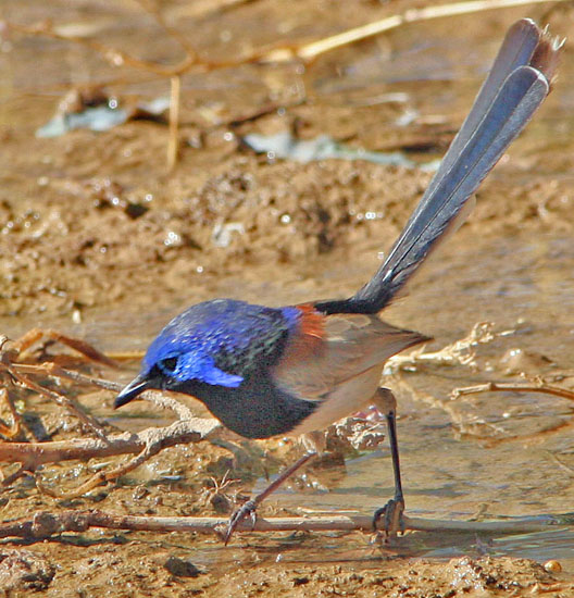 blue breasted fairy wren