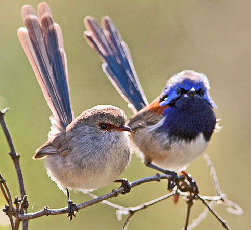 emperor fairywren - eBird