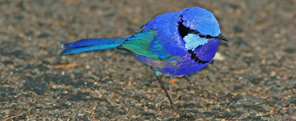 Emperor Fairywren - eBird