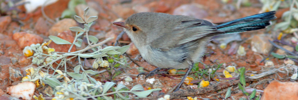 emperor fairywren - eBird