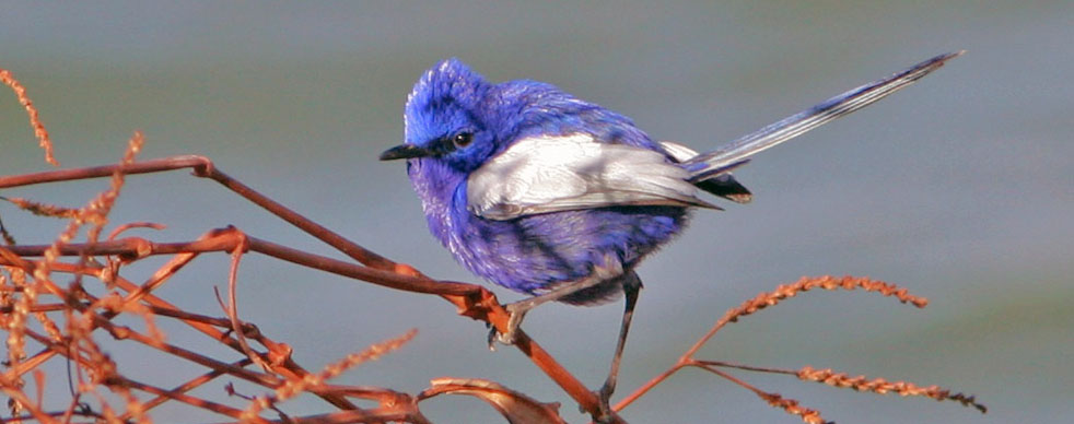 white winged fairy wren