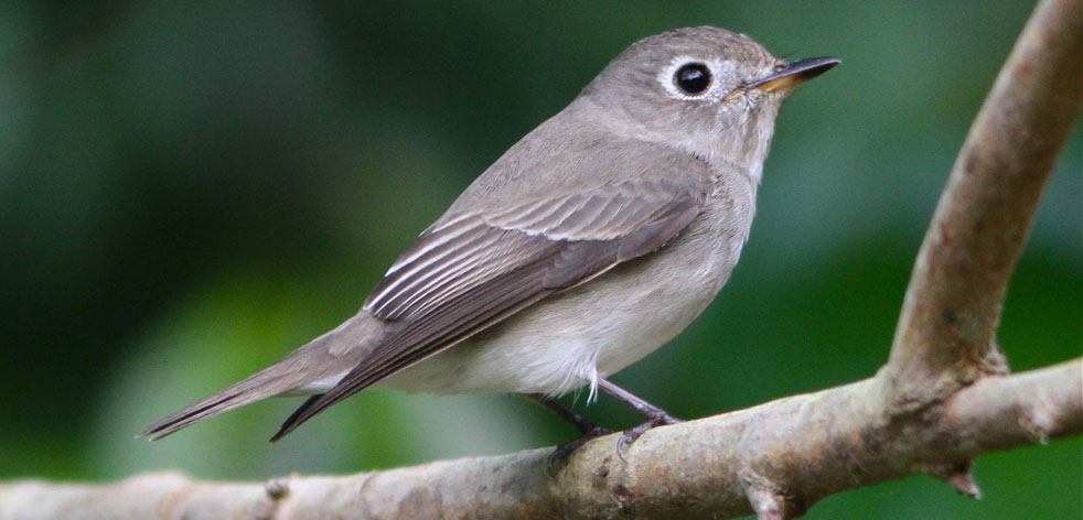 Flycatcher family new arrivals