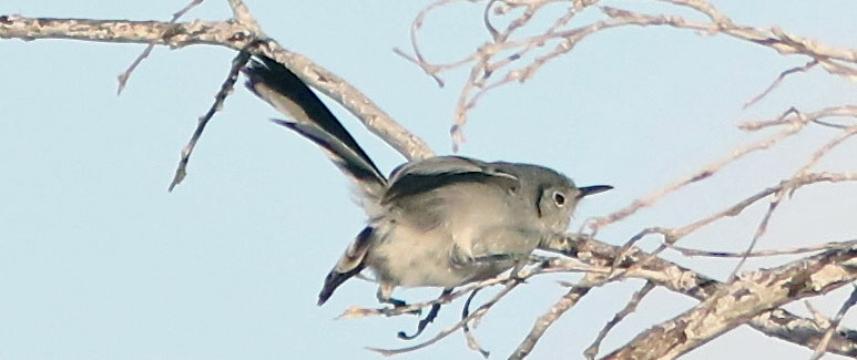 The Coastal California Gnatcatcher is a different bird