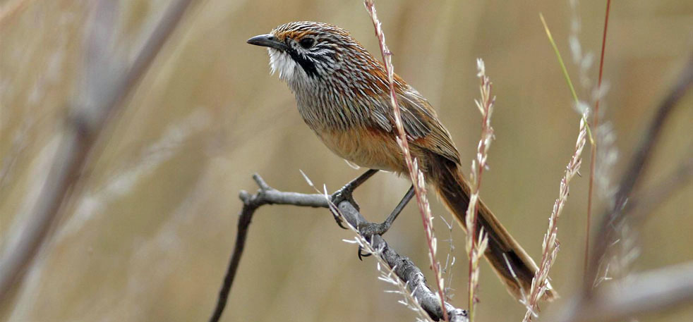 Fairywren family Maluridae