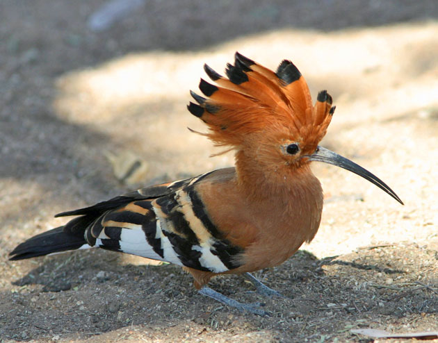 hoopoe