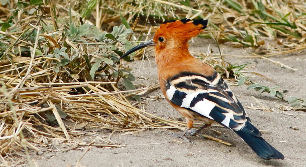 hoopoe