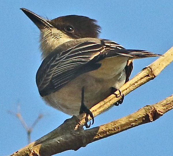 Flycatcher family clearance