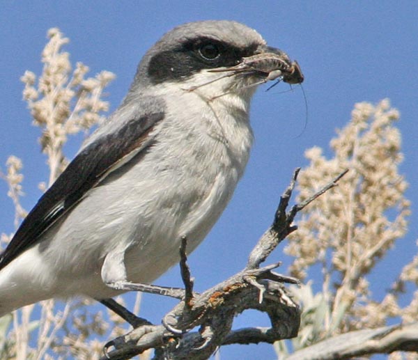 the shrike