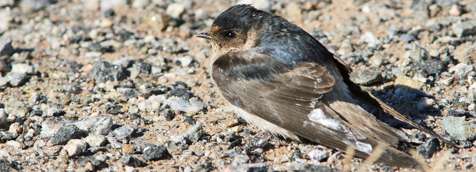 handbook of the birds of the world swallows