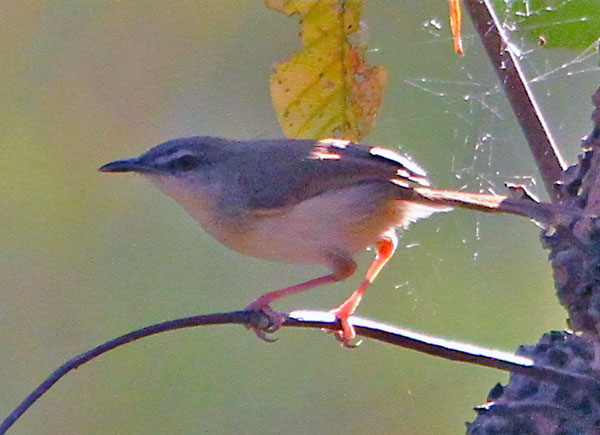 Tawny-flanked Prinia - eBird