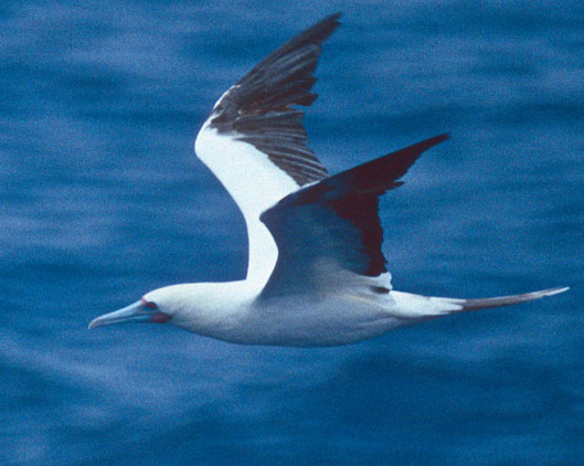 Booby family Sulidae