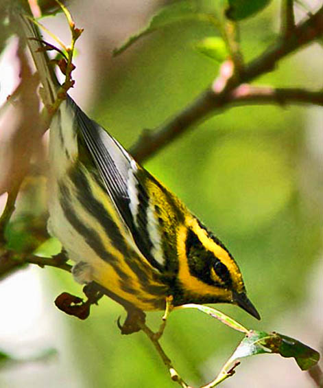 wood warblers