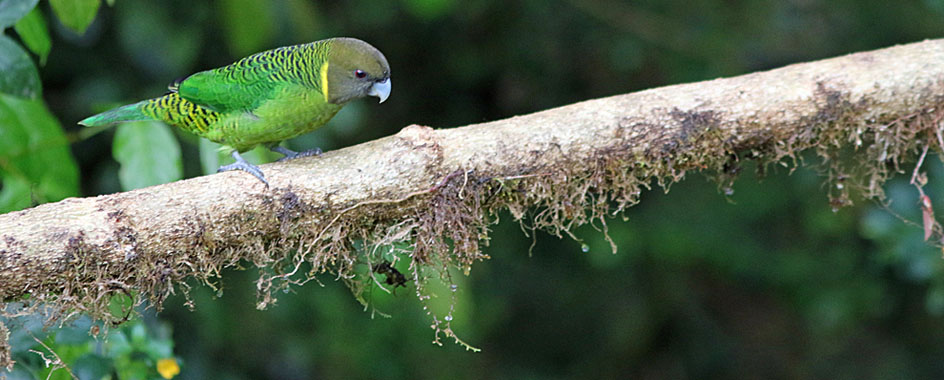 Philippine Hanging-Parrot - eBird