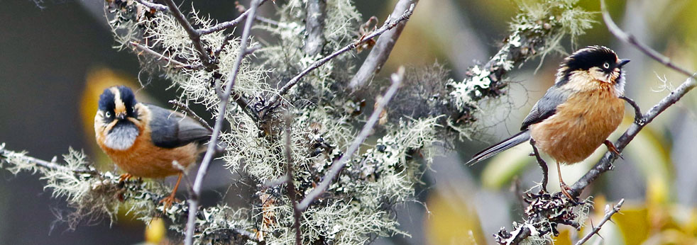 Long-tailed tit, They move through foliage and hang upside …