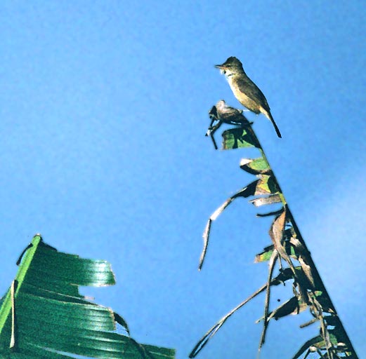 CORONさま 専用 イッタラ バード Reed Warbler belgradesaxperience.com