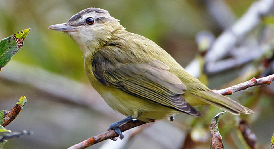 VIREO Bird Photos