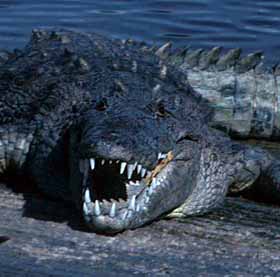 American Crocodile Photos