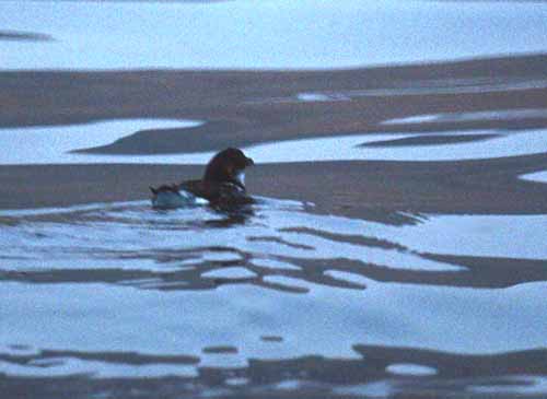 diving petrel