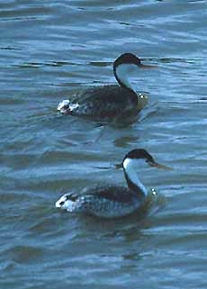 grebes