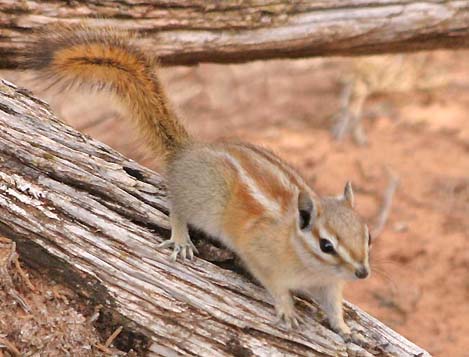 Image result for hopi chipmunk