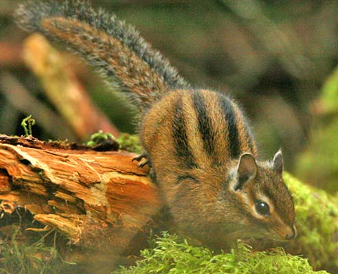 townsend chipmunk