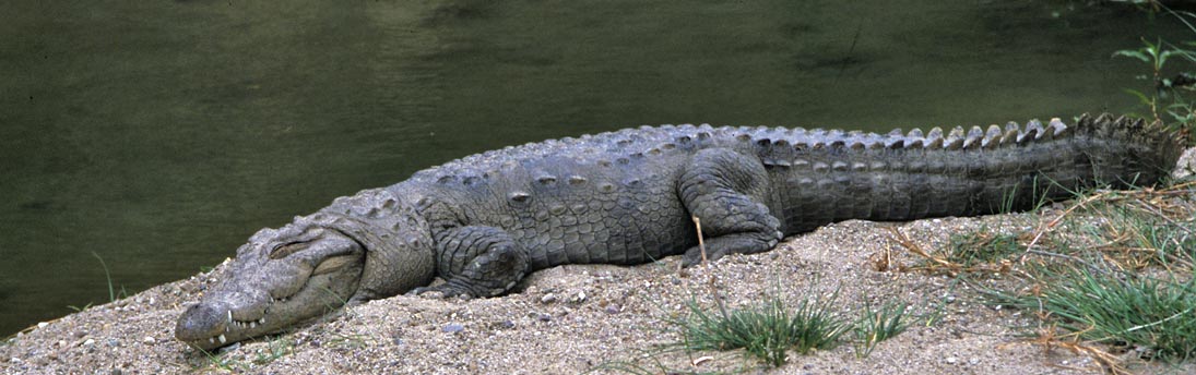 giant crocodile gustave captured