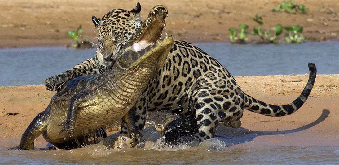 Jaguar attack on Yacare Caiman Caiman yacare on 25 Aug 2013 in the Pantanal, Brazil © Paul Donahue