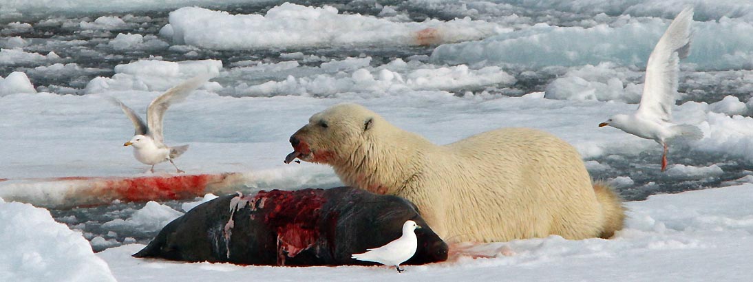 polar bear attack seal