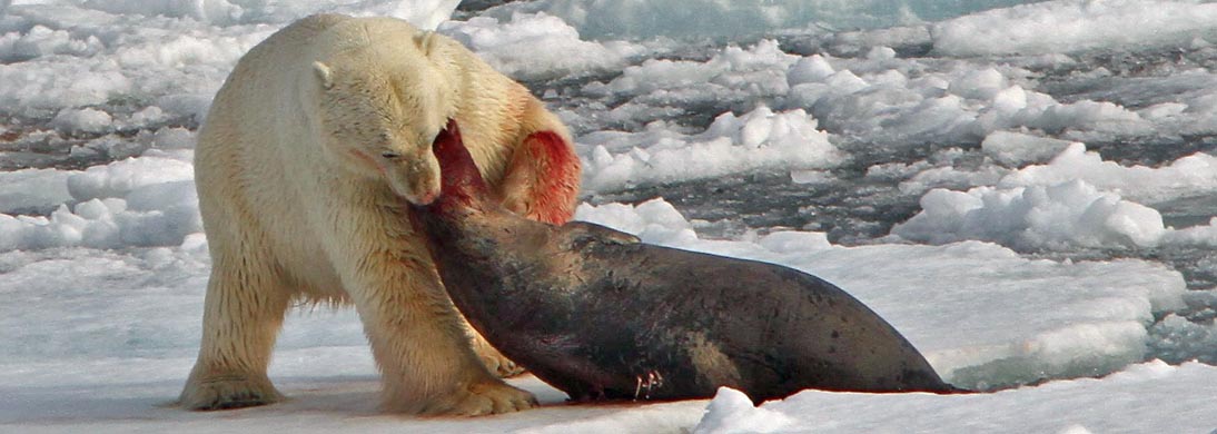 polar bear attack seal