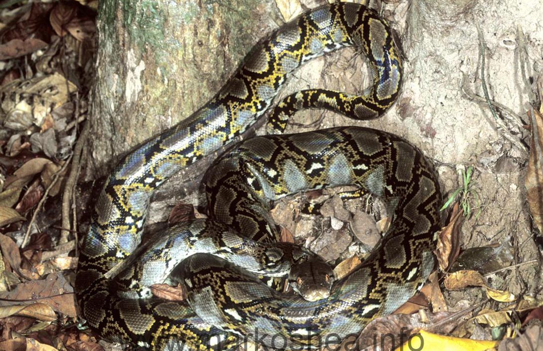 reticulated python eating human