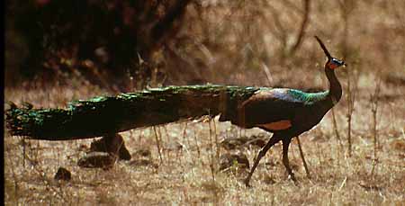 Image result for baluran national park